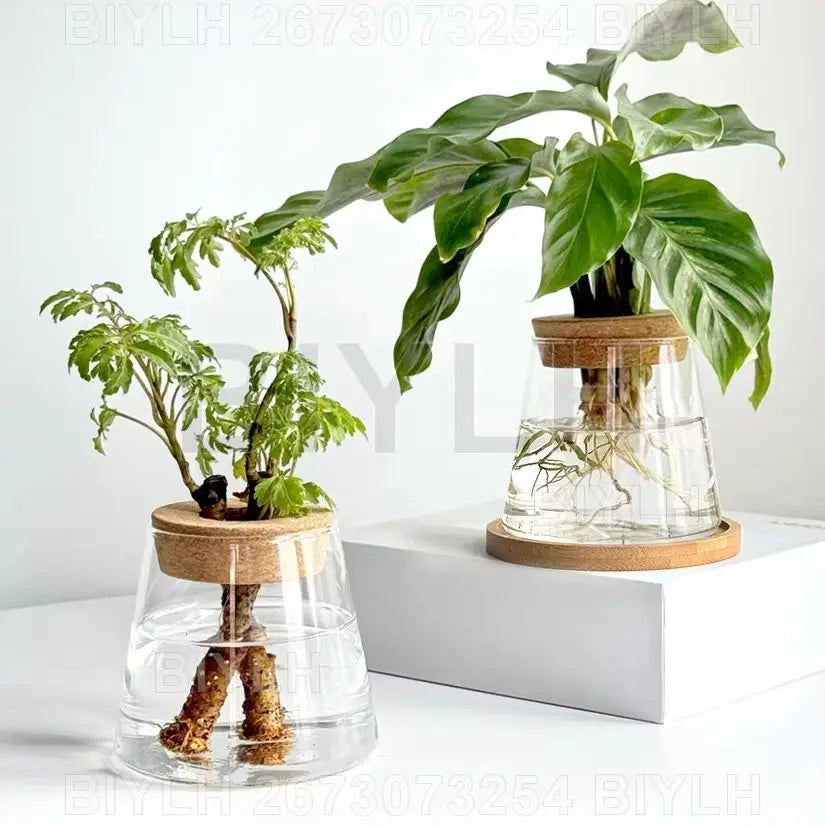 2/1 Pcs Hydroponic Plants Glass Flower Pots Home Decoration Transparent Small Vase Plant Pots With Base Tray Garden Accessories